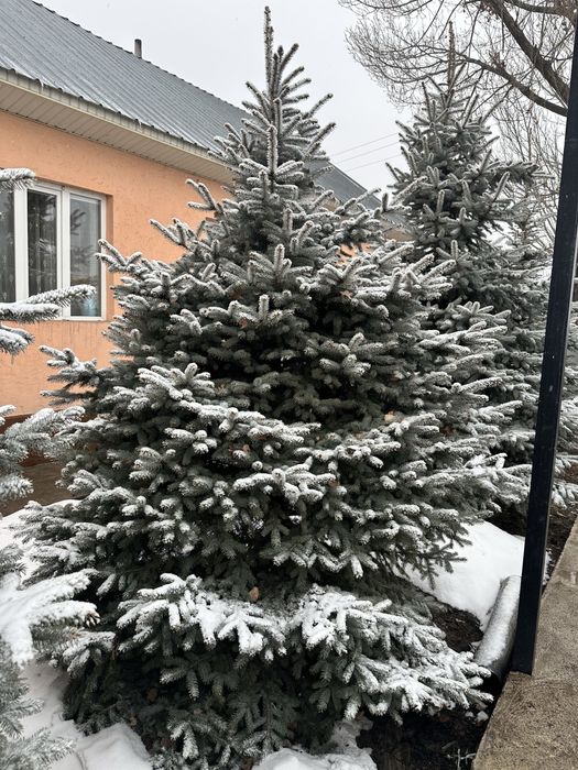 Продам голубые Ели