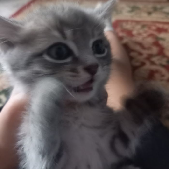 Бала мысык екі аилык