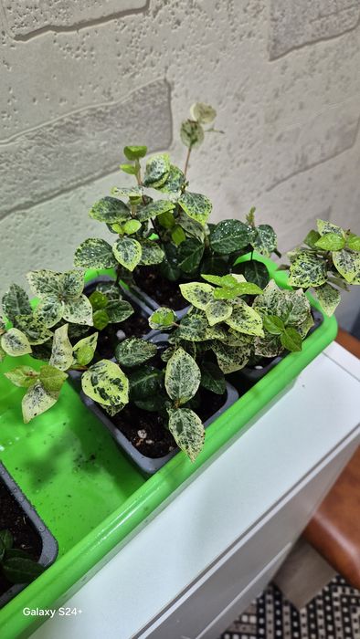 Трахелоспермум Триколор