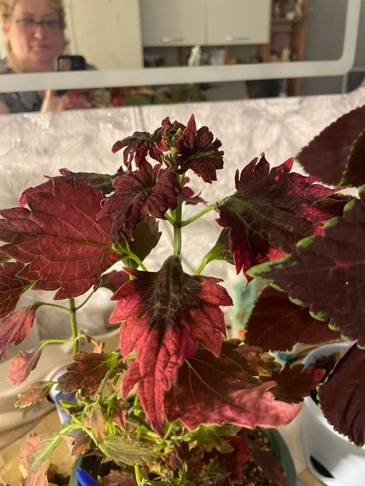 Продам домашние цветы