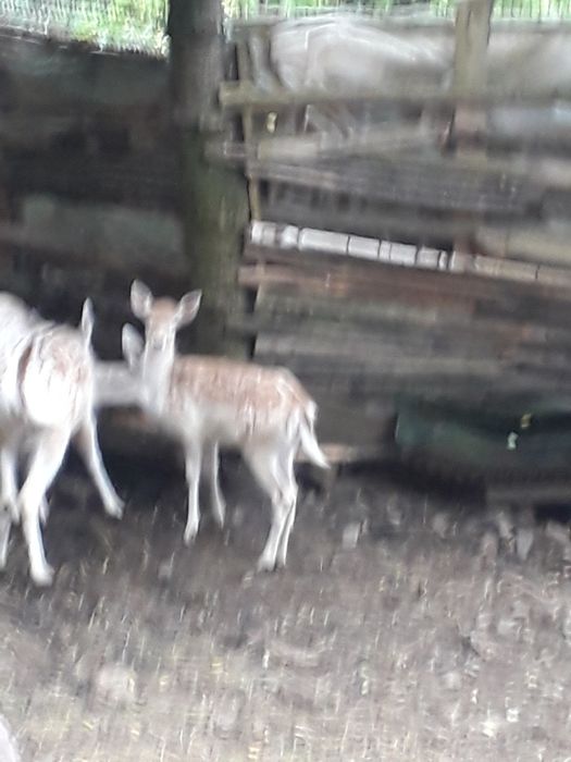 De vinzare lopătari și carpatini