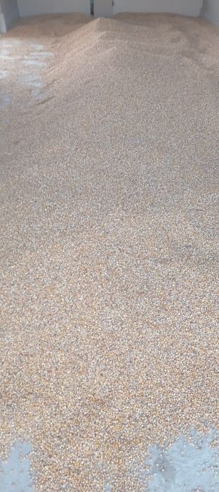 makka uruĝlari sotiladi