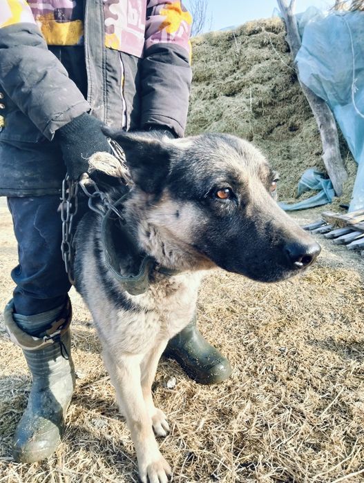 Малға арналған овчарка