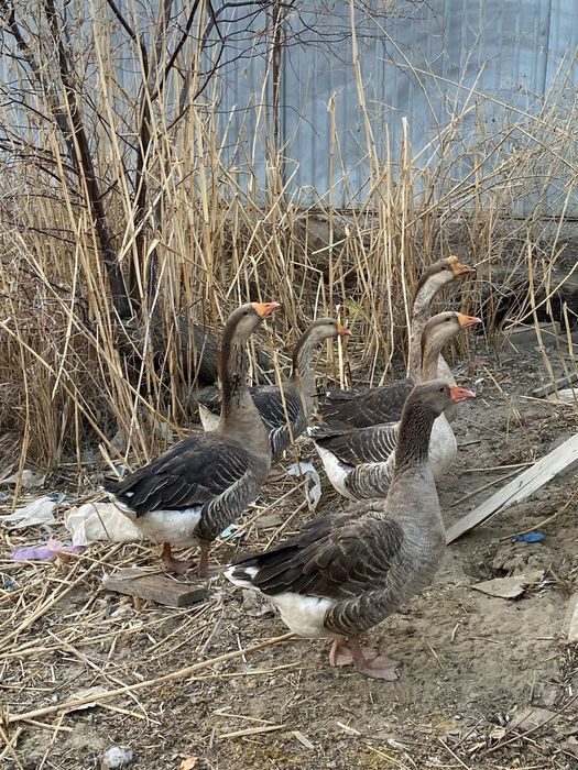 Қаз (гуси) сатамын