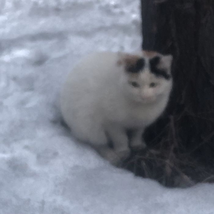 Бездомные животные .