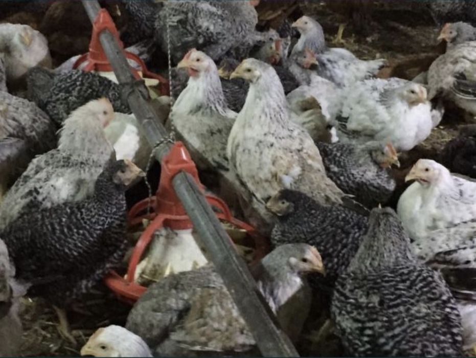 Vindem Pui rasa mixta și Albi de carne