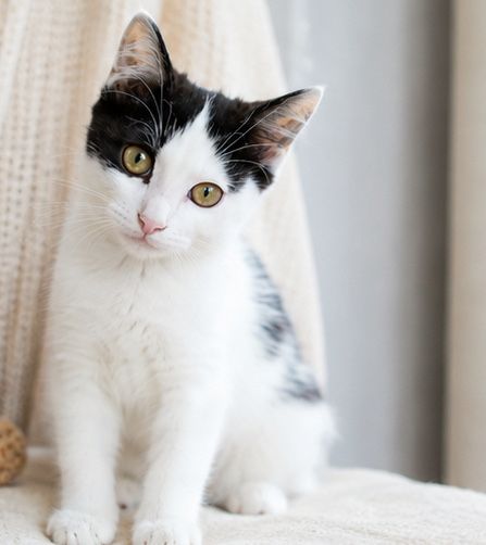 Котёнок в поисках дома