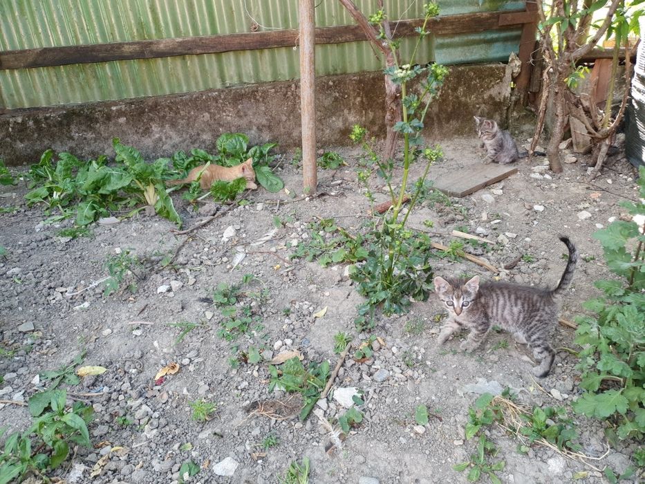 Pisici, pisicute adoptie