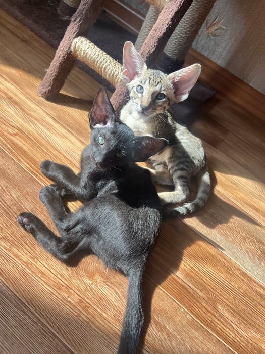 Ориентальный котенок