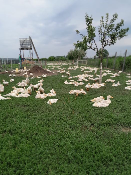 Vând curcani și rațe 80 de lei curcani și 25 ratele.