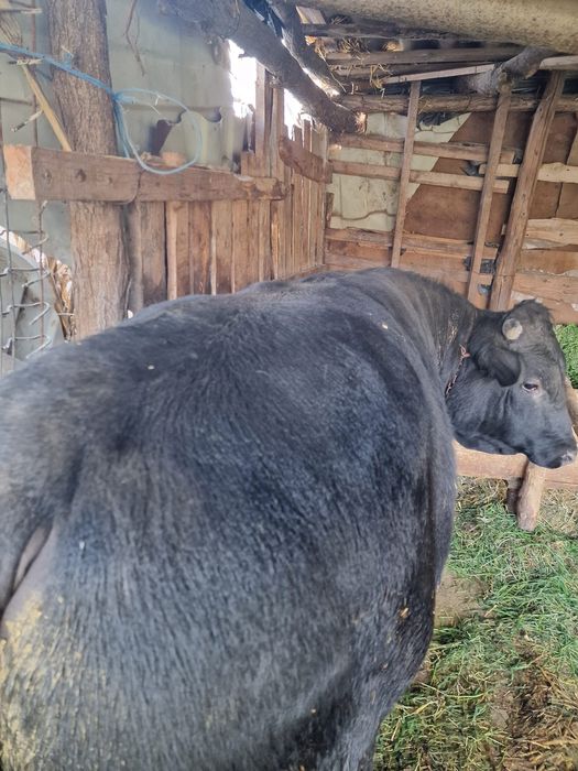 Vând taur și juncă!