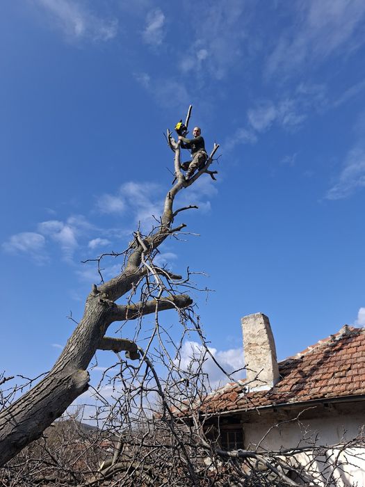 РЯЗАНЕ НА ВИСОКИ И ОПАСНИ ДЪРВЕТА 
Ако имате дърво близо до къща или к