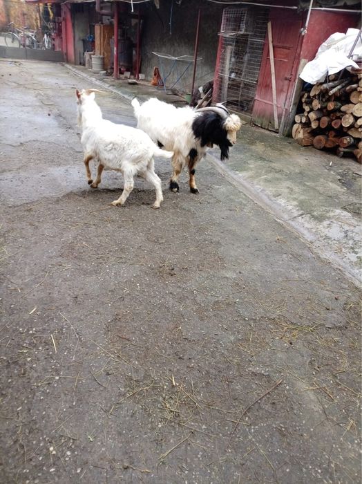 Vand capre  pret negociabil