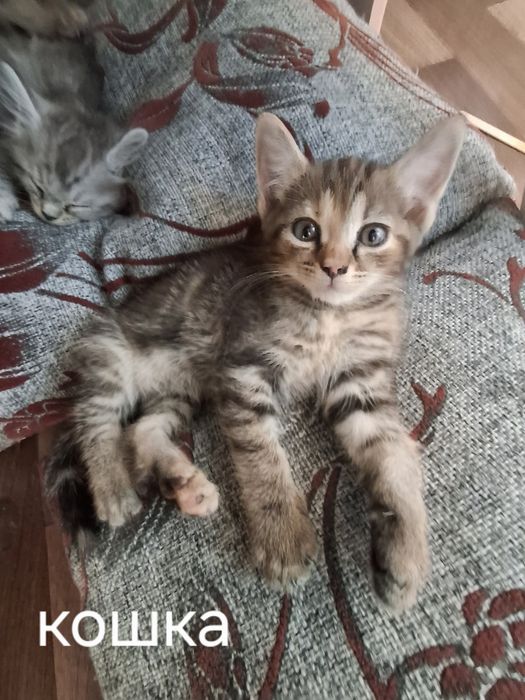 Отдам в добрые руки котят.