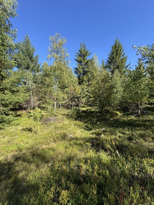 Teren la munte –  1171 mp, Calatele Padure