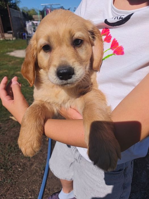 Retriever Golden