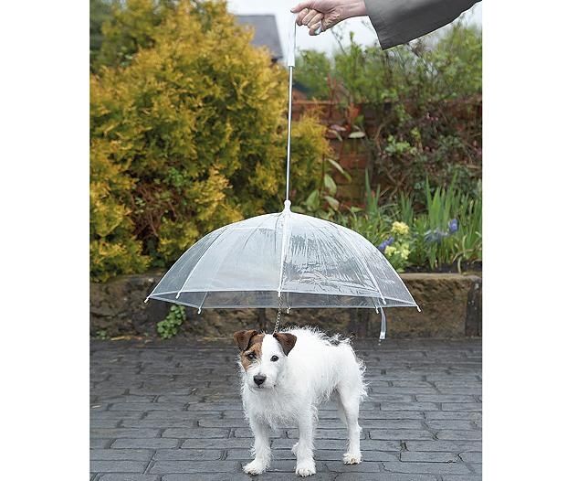 Зонт поводок для Собак