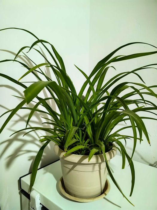 Продам комнатные цветы