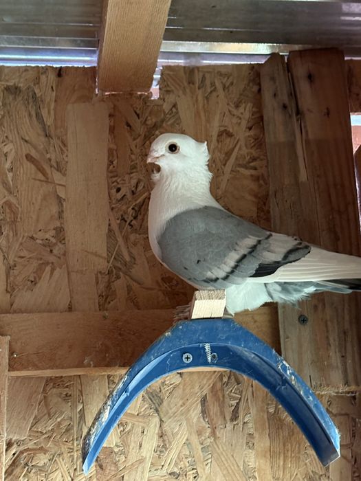 Porumbei misirli satineti