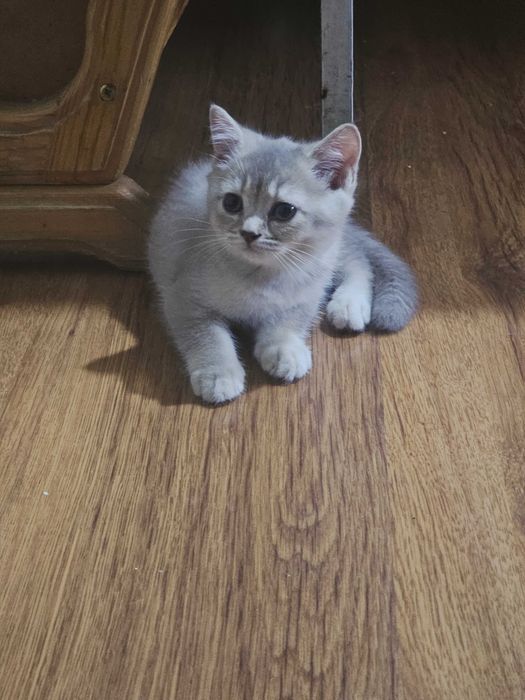 Продается котенок