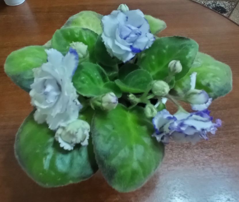 Продам домашние цветы