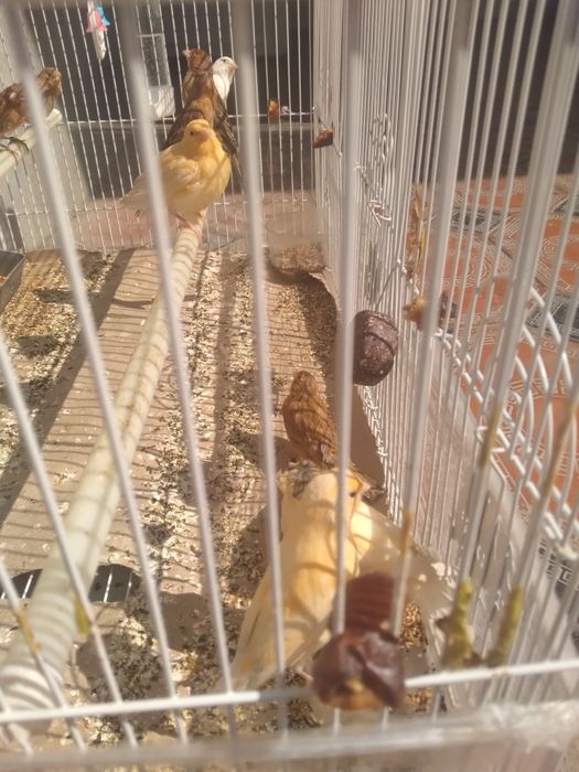 Канарека сотилади