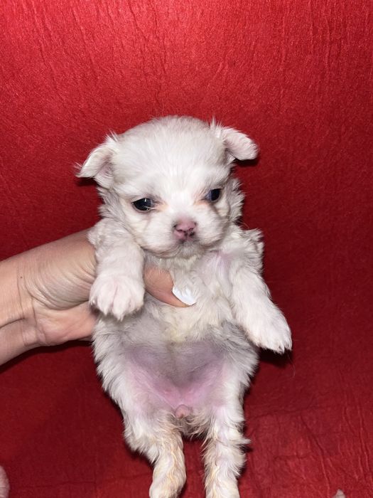 Кукольные малышки Мальтезе (мини)