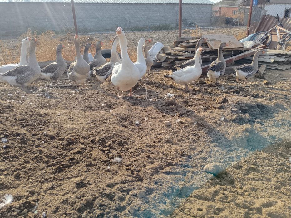 Продаю гусей 16 штук