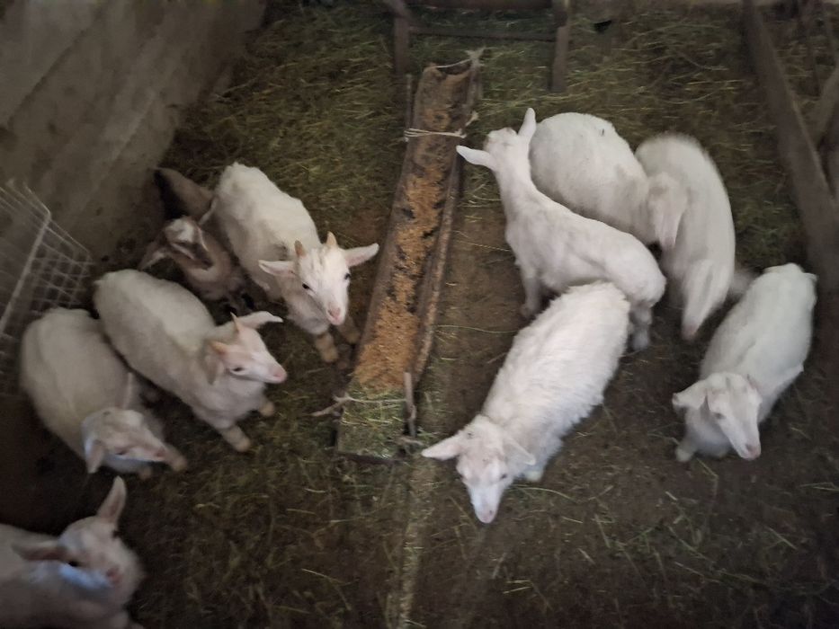 Продам Заинских козленков