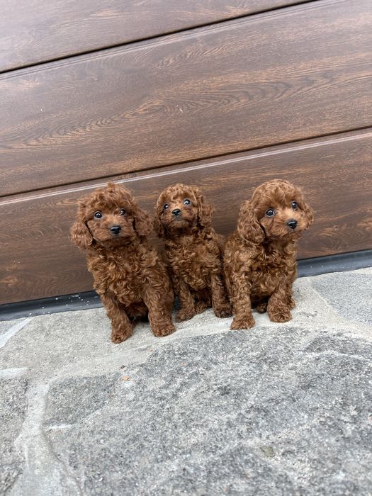 Пудел той Toy poodl