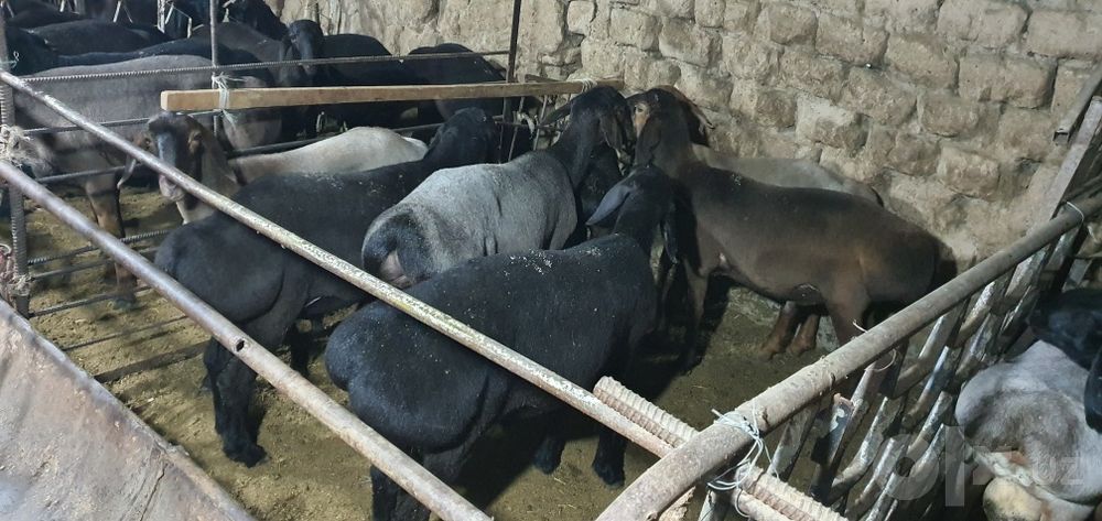 Qassob serviz halol pokiza