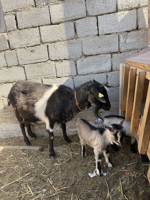 Альпий ешкі сатылады