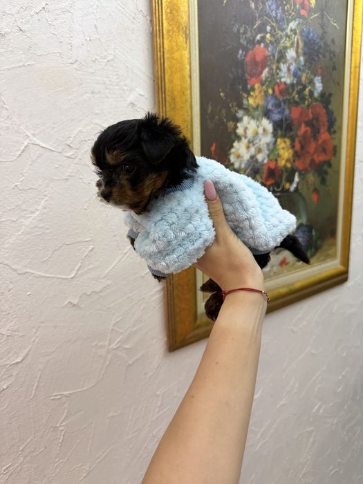 Йоркширски териер мини мъжки йорки