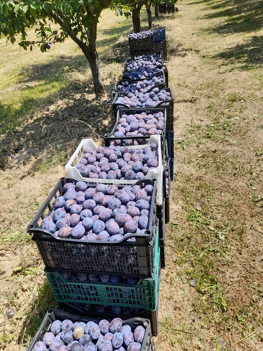 Prune de vânzare