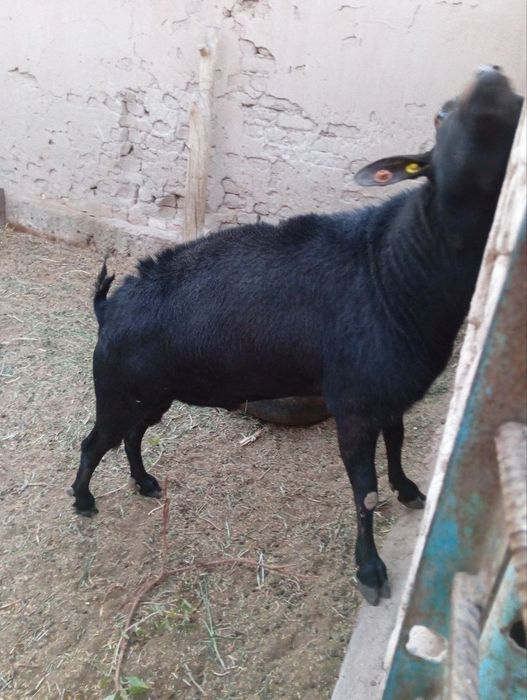 Испан порода улкен теке сатылады