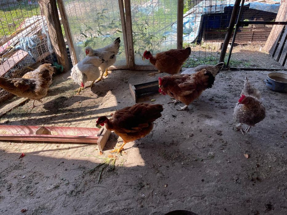 Găini de casa și rate. Ținute cu malai și faina bio  sunt foarte frumoase și se oua  sunt de anul  acesta sunt tinere