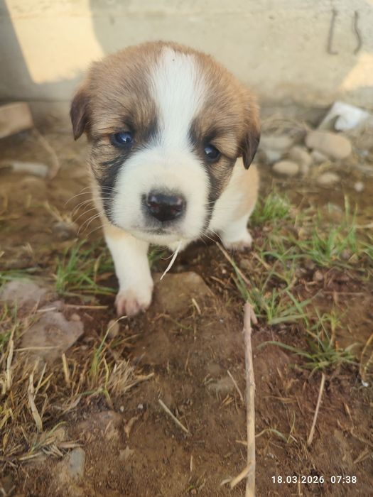 Щенки в добрые руки
