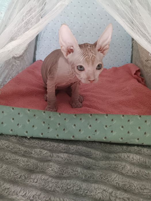 Продаю котят сфинксов