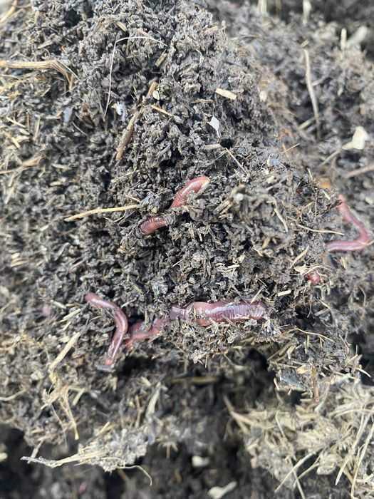 Калифорниялык шылаушын