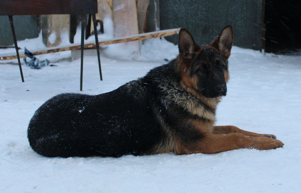 Вязка немецкой овчарки(появился к продаже алиментный щенок, кобель))