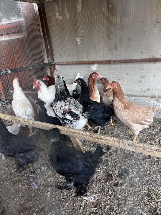 Tovuq hurozlar sotiladi yaponcha parodni Qora Oq