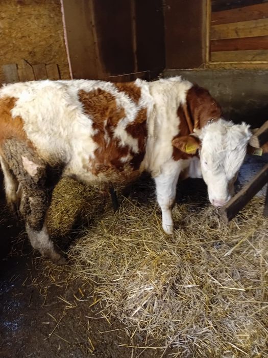 Vând vitel metis baltat