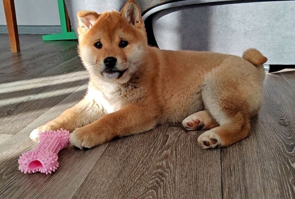 Shiba-Inu бронь