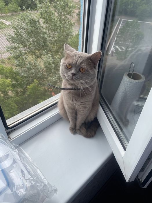Отдаем британского кота в хорошие руки