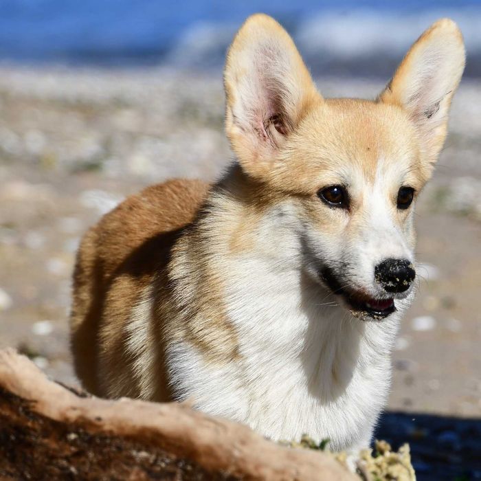 Welsh sales corgi olx