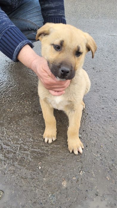 Отдам в добрые руки щенят