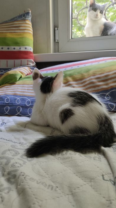 Котенок в хорошие руки.