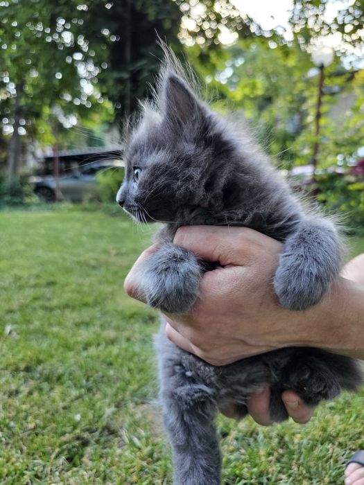 Pui de pisica Albastru de Rusia cu blana lunga Nebelung