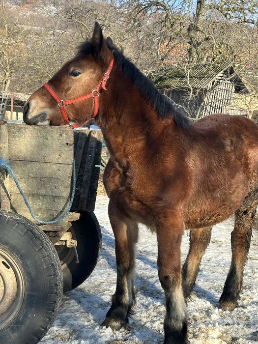 Vand o manza  de 6 luni