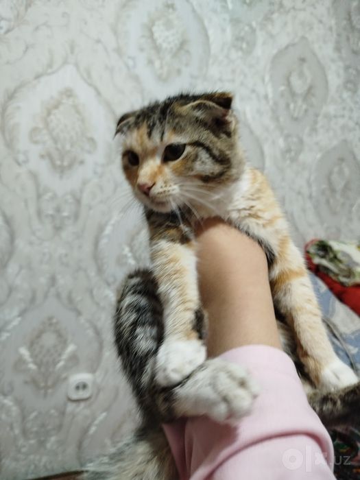 Mehribon tarbiyali uy mushugi